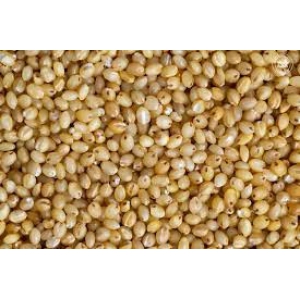 Foxtail Millet