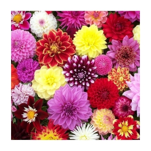 HN organic seed - Dahlia Mixed Flower ( 25 Seeds )