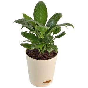 UGAOO Peace Lily Natural Live Indoor Plant - Medium