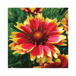 Glardia summer flower seeds for home garden good for summer season