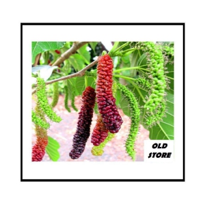 OLD STORE LONG MULBERRY 100 SEEDS FOR YOUR GARDEN WIH COCOPEAT AND MANUAL