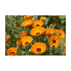 Calendula mix type flower 30 seeds pack with free Free cocopeat and user manual for your garden