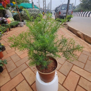 Charishma in 6 Inch Plastic Pot