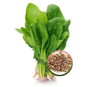 Jubilant Palak/ Spinach Seeds (200+ Seeds)