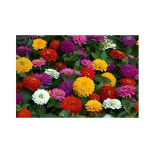 Zinnia mix color flower 50 seeds good for home gardening