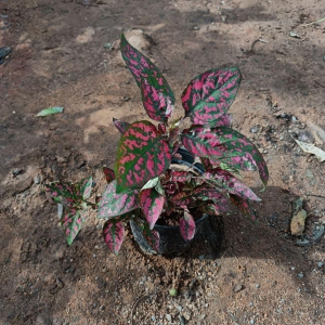 Hypostes Polka Dot Red in 4 Inch Plastic Pot