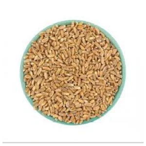 Wheat Grains