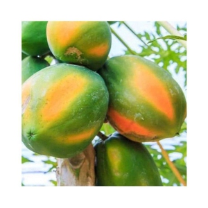 garden plants Thai Papaya Hybrid Variety Dwarf Fruit 50 Seeds  + Instruction Manual