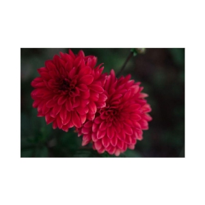 Chrysanthemum Kitchen Garden Seeds - Garden Flower 50 Seeds Pack with cocopeat 100gm