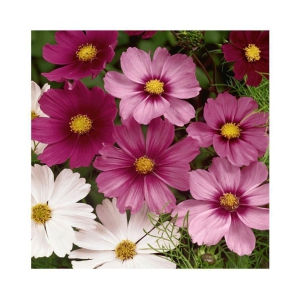 cosmos flower