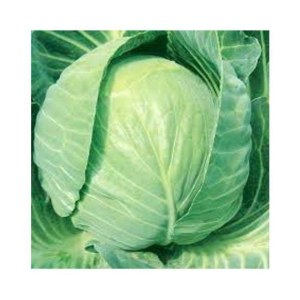 IMPERIAL CABBAGE IG210 HYBRID  SEEDS BY REAL NATURE