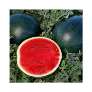 Seeds Watermelon F1 Hybrid Green -10 Seeds