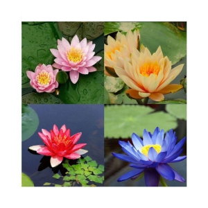 4 COLOURS MIXED LOTUS SEEDS 20 SEEDS + Instruction Manual - shivam organic seed