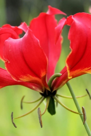 Gloriosa Superba (Bulbs)-5