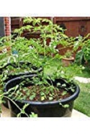 tsy-farm-15-seeds-pkm-1-short-dwarf-variety-moringa-oleifera-drumstick-tree-vegetable-seeds