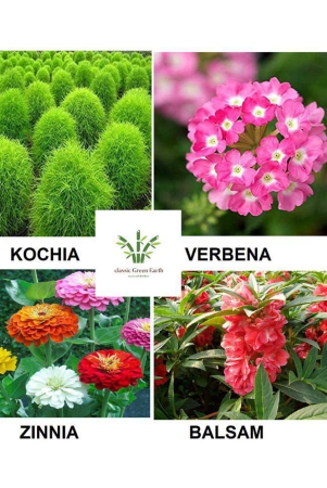 kochia-balsam-verebena-zinnia-flower-seeds-200-seeds-with-growing-cocopeat