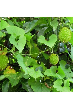 kantola-seed-teasle-gourd-pack-of-20-seeds