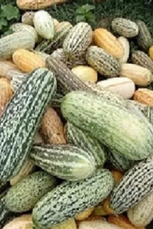 long-foot-kachri-desi-seeds-vegetable-seeds