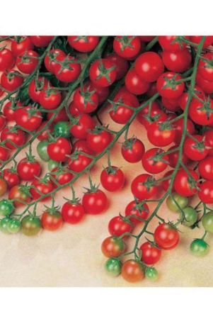 cherry-tomato-high-germination-seeds-pack-of-50-hybrid-seeds