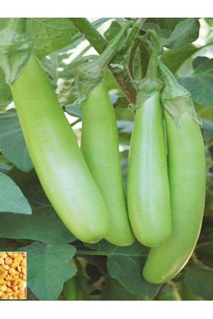 homeagro-brinjal-vegetable-100-seeds-