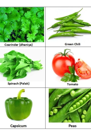 zonato-easy-planting-combo-pack-of-6-green-hybrid-all-season-growing-vegetables-corianderdhaniya-green-chilli-spinach-palaktomato-capsicum-peas-1-pack-of-more-than-200-seeds