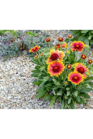 gaillardia-mix-variety-flower-30-seeds-pack-with-cocopeat-and-user-manual