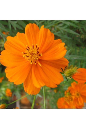 homeagro-cosmos-mixed-flower-20-seeds-