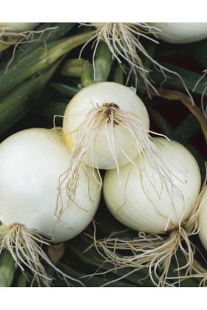 onion-white-kanda-puyaj-500-hybrid-quality-seeds-high-germination-seeds-with-instruction-manual