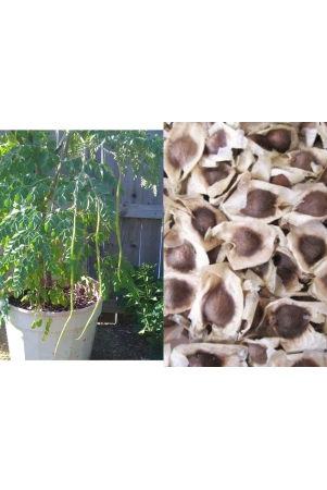 royal-paradise-garden-pkm2-rare-moringa-oleifera-long-drumstick-high-yielding-20-seeds