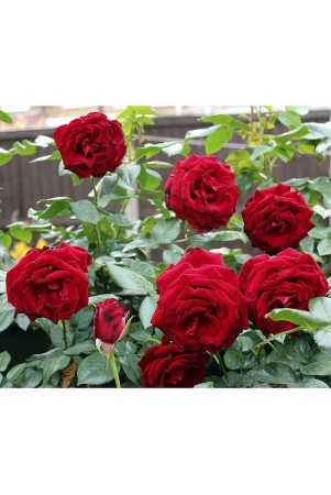 classic-green-earth-tube-rose-flower-25-seeds-