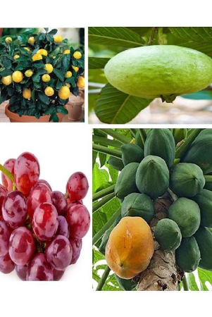 4-types-fruits-seeds-combo-60-seeds-pack-lemongrapespapayaguava-15-seeds-of-each-one-items-total-60-seeds-pack-with-cocopeat-and-manual