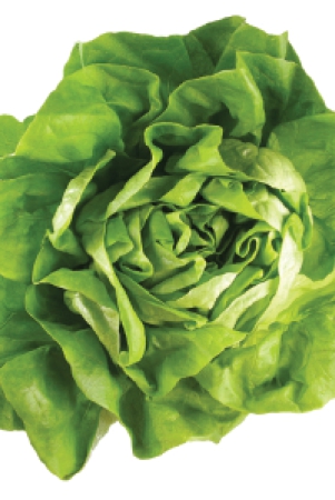 lettuce-150-gms