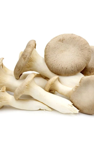 oyster-mushroom-tingri