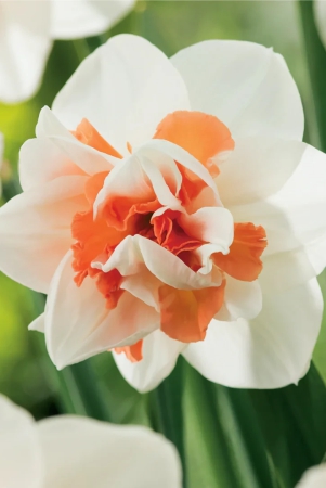 daffodil-narcissus-replete-flower-bulb