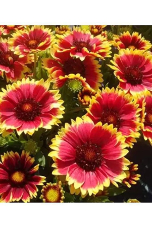 classic-green-earth-gaillardia-mixed-flower-35-seeds-