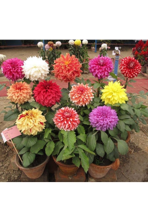 homeagro-dahlia-mixed-flower-25-seeds-