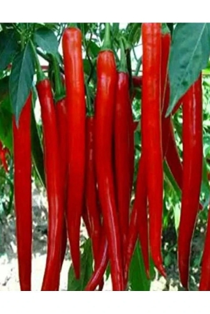 jignisha-seeds-chilli-vegetable-50-seeds-