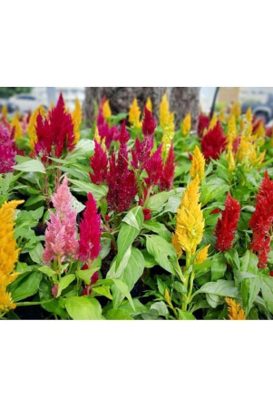 celosia-flower-100-seeds-pack-with-free-free-cocopeat100-grams-and-user-manual-for-your-garden