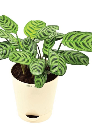 ugaoo-calathea-burle-marxii-natural-live-indoor-plant-with-pot