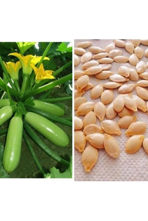 zucchini-high-yielding-hybrid-light-green-long-squash-seeds-pack-of-10-seeds