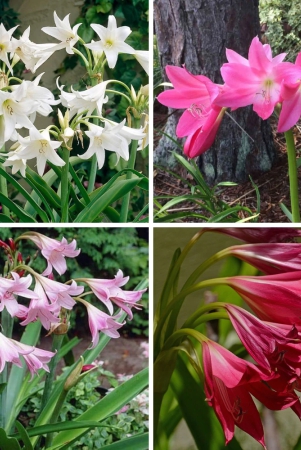 crinum-lily-flower-bulb-any-color