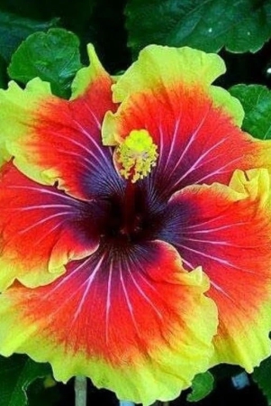 american-hibiscus-plant-for-gardening