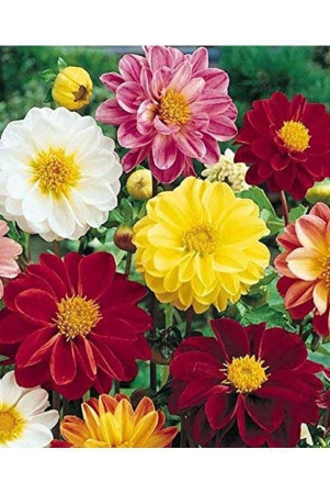 dahlia-mignon-mix-flower-seeds-pack-of-50-with-cocopeat