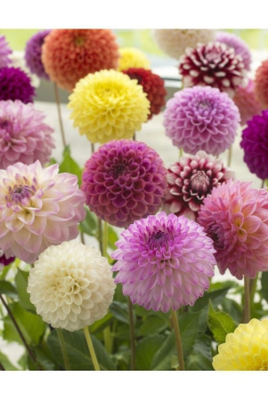 homeagro-dahlia-mixed-flower-25-seeds-