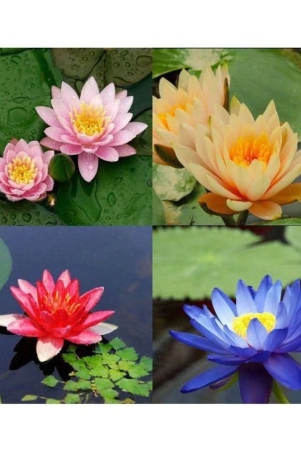 old-store-4-colours-mixed-lotus-seeds-20-seeds-with-manual