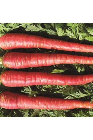 Carrot Seeds, Red Carrot Seeds, Gajar Seeds Pack of 300 Gaajar Seeds