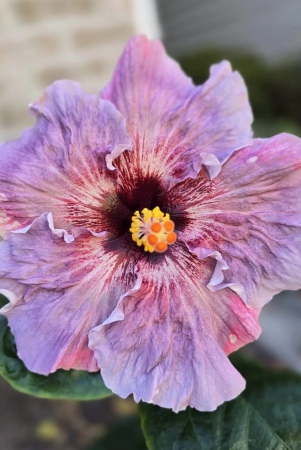 austrelian-hibiscus-plant-for-home-gardening