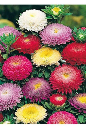 mix-colour-aster-flower-50-seeds-pack-with-cocopeat-and-manual