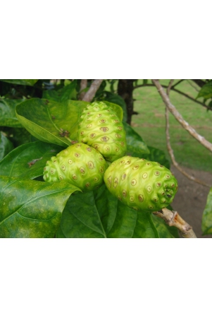 ayurveda-natural-herbal-noni-fruit