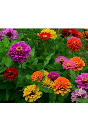 hn-organic-seed-zinnia-mixed-flower-20-seeds-